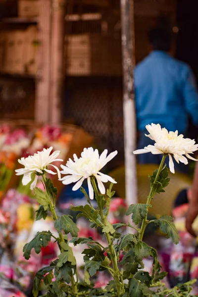 Ghazipur Phool Mandi Situazione Del Mercato Dei Fiori Mattino Fiore — Foto Stock