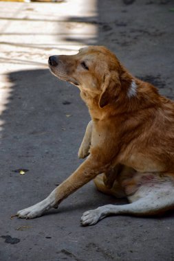 Kulakları kıvrılmış üzgün bir sokak köpeği. Köpek dışarıda gülümsüyor. Evsiz köpek yeni sahibini bekliyor.
