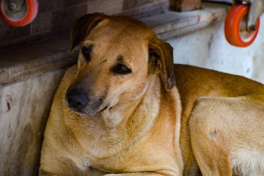 Kulakları kıvrılmış üzgün bir sokak köpeği. Köpek dışarıda gülümsüyor. Evsiz köpek yeni sahibini bekliyor.
