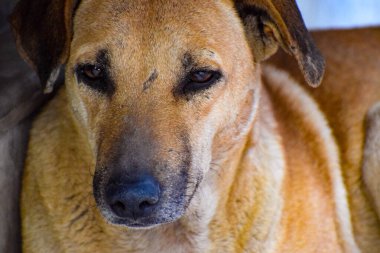 Kulakları kıvrılmış üzgün bir sokak köpeği. Köpek dışarıda gülümsüyor. Evsiz köpek yeni sahibini bekliyor.