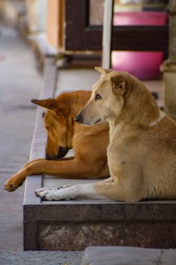 Kulakları kıvrılmış üzgün bir sokak köpeği. Köpek dışarıda gülümsüyor. Evsiz köpek yeni sahibini bekliyor.