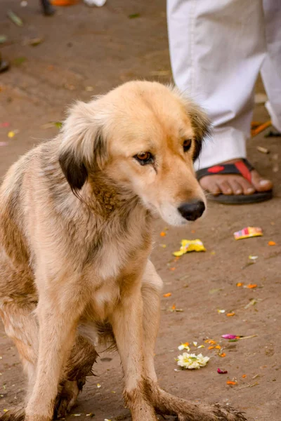 Anjing Jalanan Yang Terlihat Sedih Dengan Telinga Terlipat Anjing Bermain — Stok Foto