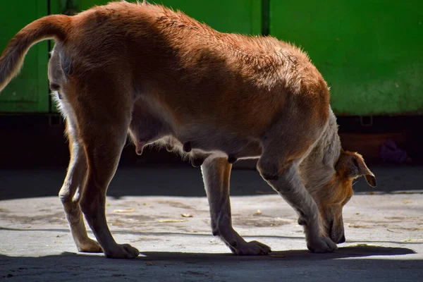 折られた耳を持つ悲しい表情の通りの犬 犬は外で遊んでいる笑顔 新しい所有者を待っているホームレスのモングレル犬 — ストック写真