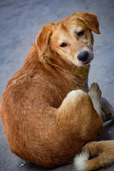 A sad-looking street dog with folded ears. Dog playing outside smiles. Homeless mongrel dog waiting for a new owner