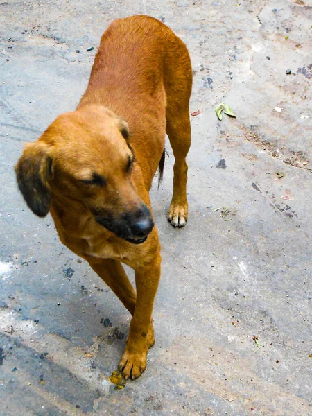 Perro Callejero Busca Algo Comida Increíble Perro Vieja Zona Delhi — Foto de Stock