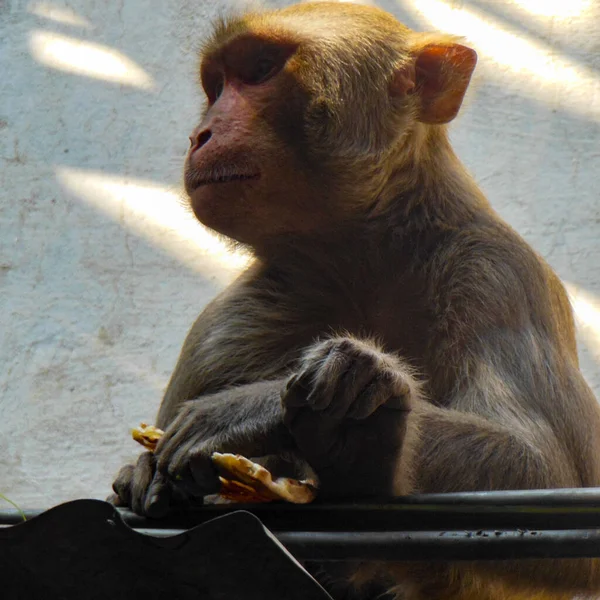 Affe Klettert Auf Kabel Delhi Indien Affe Sitzt Auf Stromkabel — Stockfoto