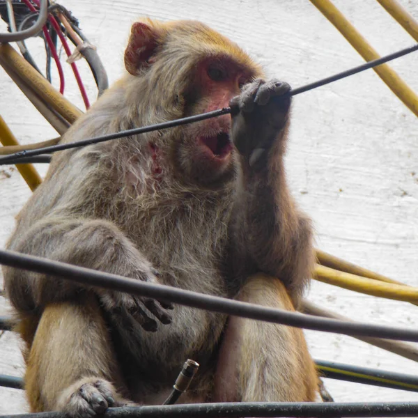 Affe Klettert Auf Kabel Delhi Indien Affe Sitzt Auf Stromkabel — Stockfoto
