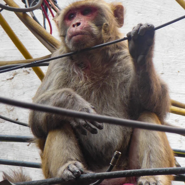 Scimmia Arrampica Fili Delhi India Scimmia Seduta Fili Elettrici Chandni — Foto Stock