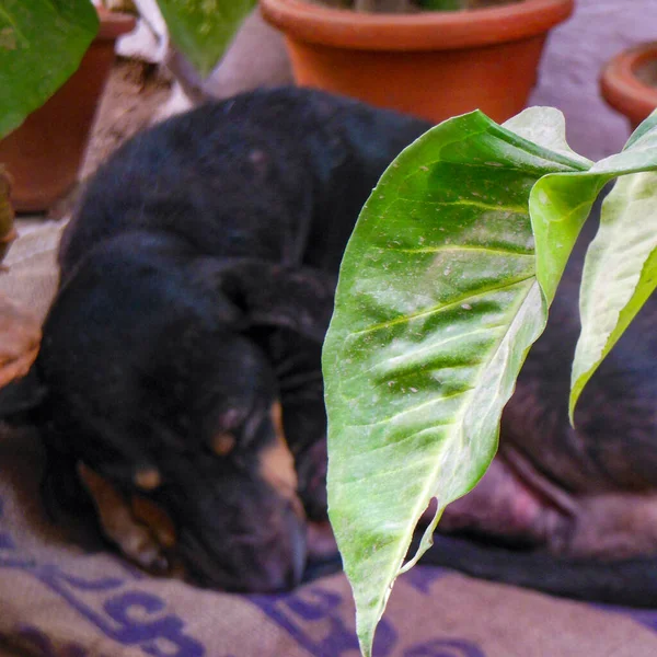 Câine Stradă Căutarea Unor Alimente Uimitoare Câine Zona Veche Delhi — Fotografie, imagine de stoc