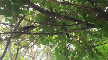 Sabahları ağaçtaki kargalar