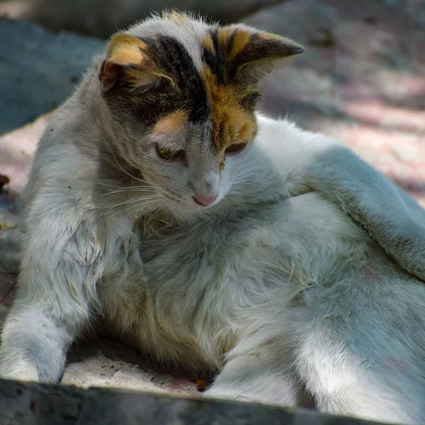 White Stray Cat Watching Street Sunlight Abandoned Homeless Cat Pet — Stock Photo, Image