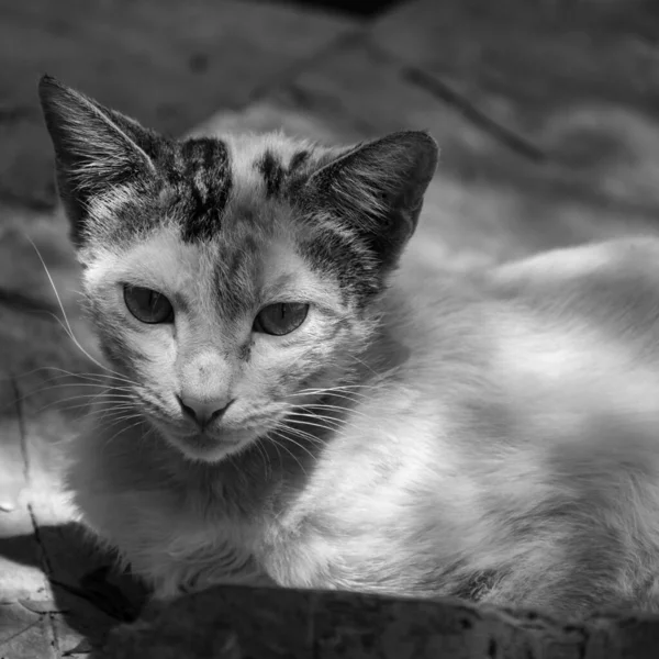 Gato Branco Vadio Está Observando Rua Sob Luz Sol Gato — Fotografia de Stock