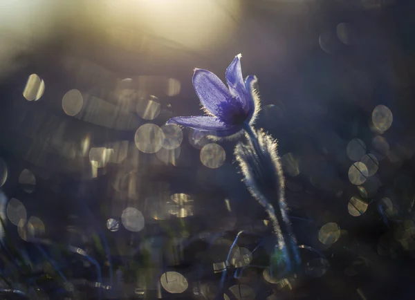 Pulsatilla Pasque Flower Bij Zonsondergang Genomen Met Een Oude Lens — Gratis stockfoto