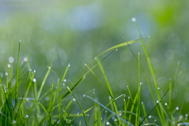 Sabah çiğ damlaları ile yeşil çimenler