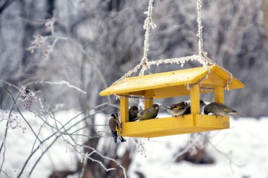 Winter bird feeder - on the feeder sits tit and whites
