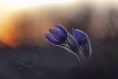 Pulsatilla grandis - batan güneşte yağmur damlaları ile iki paska çiçek
