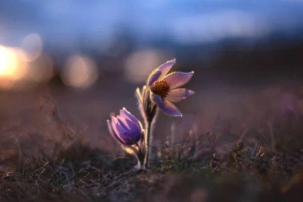 회전목마 석양에 장미꽃으로 렌즈로 찍었다 배경은 아름다운 — 스톡 사진