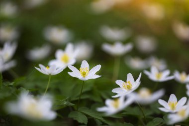 Anemone nemorosa - arka planda bir anemone nemorosa çiçeği diğer beyaz çiçeklerle birlikte bir çayıra karşı