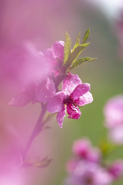 Gałązka Kwitnącej Różowej Brzoskwini Kwiaty Pięknym Bokeh — Zdjęcie stockowe