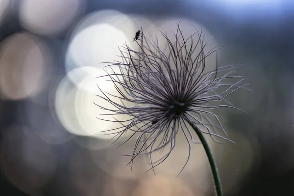 Pulsatilla Grandis Jedna Květina Kvetoucího Pasque Květu Zapadajícím Slunci Krásným — Stock fotografie