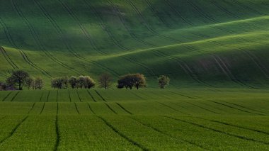 Moravian Tuscany - Kyjov 'un etrafındaki bahar dalgalanmaları, günbatımında çiçek açan çalıların olduğu bir dizi alçak zincir.