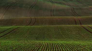 Moravian Tuscany - günbatımında Kyjov yakınlarında bahar dalgalı manzarası