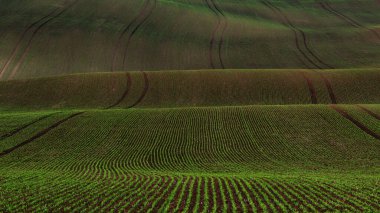 Moravian Tuscany - spring wavy landscape near Kyjov at sunset clipart