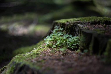 Ormanda hayat devam ediyor. Yaşlı kütük yosunla kaplı ve üzerinde çimen ve yoncalar yetişiyor. Güzel ışık ve yeşil bokeh.
