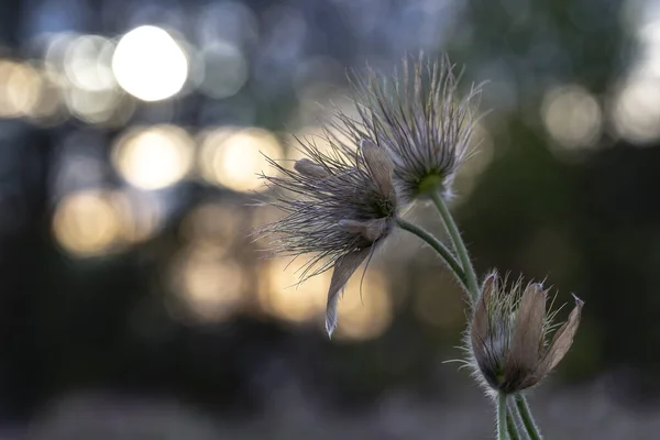 Pulsatilla Grandis Tre Blommor Blommande Pasque Blomma Den Nedgående Solen — Stockfoto