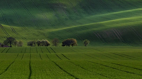 Moravian Tuscany Άνοιξη Κυματιστό Τοπίο Γύρω Από Kyjov Μια Σειρά — Φωτογραφία Αρχείου