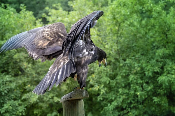 Haliaeetus Albiilla 若いです海のワシとともに開いたくちばしを持ち 広がった翼は木製のポールに休んで — ストック写真