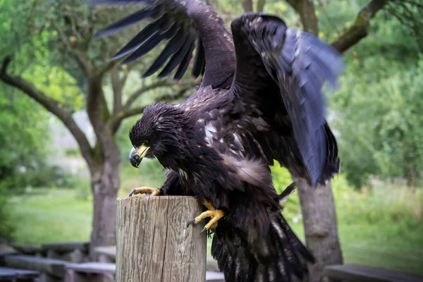 Haliaeetus Albiilla 若い海のワシが果物の木の間で木製の棒に休んでいる — ストック写真