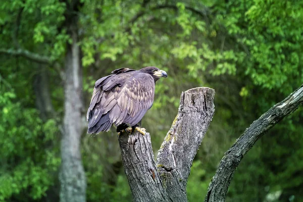 Haliaeetus Albicilla Sea Eagle Sitting Tree Trunk Looking Out Its — Stock Photo, Image