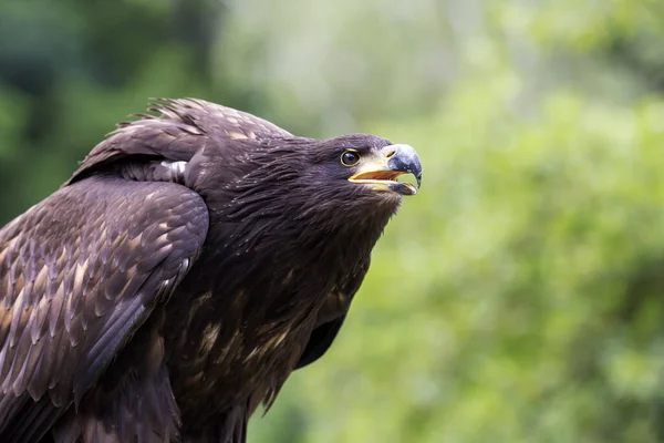 Haliaeetus Albiilla 若い海のワシは美しい緑のボケと獲物を探しています — ストック写真