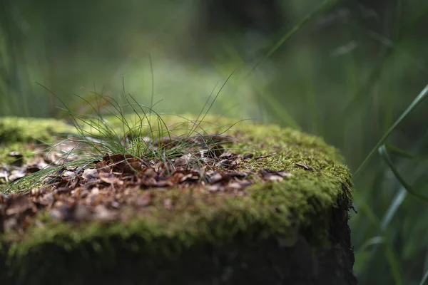 森の中でまだ生活 苔で覆われた古い切り株とその上に美しい光と緑のボケで草やシャムロックを成長させます — ストック写真