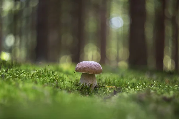 Ainda Vida Uma Floresta Com Verdadeiro Cogumelo Crescendo Belo Exuberante — Fotografia de Stock