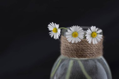 Siyah arka planda doğal sicimle süslenmiş cam vazoda üç papatya çiçeği.