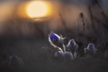 Pulsatilla grandis - bir demet pask çiçek yeşil çayır üzerinde gün batımında güzel bir bokeh ile