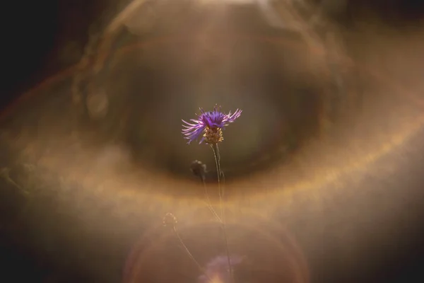 Floare Luncă Centaurea Jacea Floarea Porumb Într Lumină Fundal Frumoasă — Fotografie, imagine de stoc