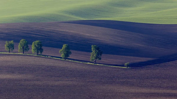Moravian Tuscany Karln Καστανιάς Σοκάκι Ένα Πεδίο Κυματίζει Μέσα Από — Φωτογραφία Αρχείου