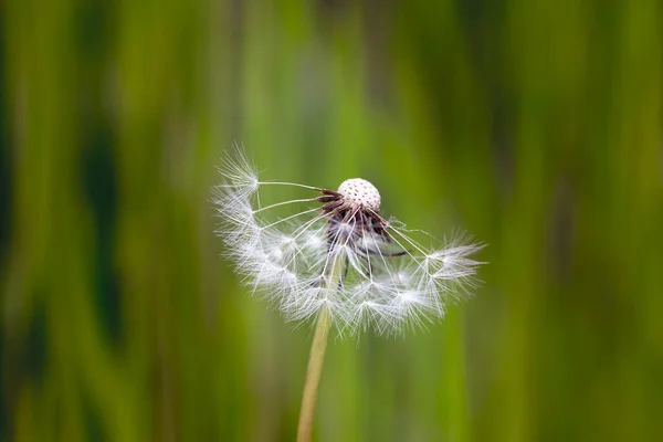 Taraxacum Officinale Один Цветущий Одуванчик Красивом Зеленом Боке — стоковое фото