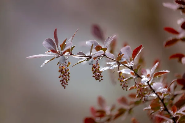 Gałąź Krzewu Ozdobnego Fioletowymi Liśćmi Żółtymi Kwiatami Gronie Winogron Pięknym — Zdjęcie stockowe