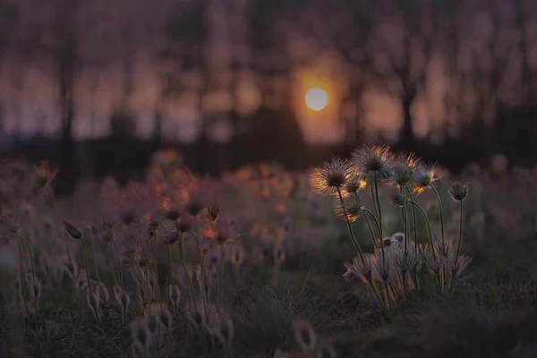 Pussatila Grandis Kvetoucí Pasque Květy Louce Zapadajícím Sluncem — Stock fotografie