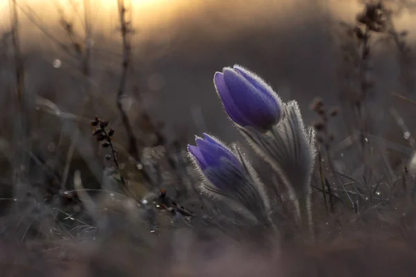 Pulsatilla Grandis Ramo Flores Pascuales Prado Verde Con Hermoso Bokeh —  Fotos de Stock