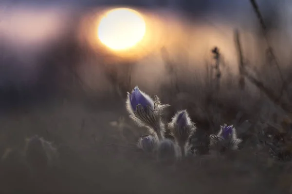 Pulsatilla Grandis Wiązanka Paskalnych Kwiatów Zielonej Łące Pięknym Bokeh Zachodzie — Zdjęcie stockowe