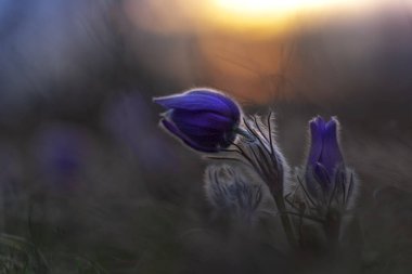 Pulsatilla grandis - İki çiçekli Pasque Çiçeği, iki büyük paska çiçekli gün batımında yeşil bir çayırda