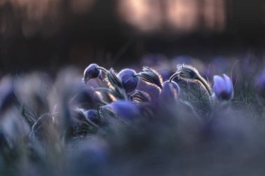 Pulsatilla grandis - Büyük Pasque Çiçeği, batan güneşin paslı çayırında bir tutam eski çiçek