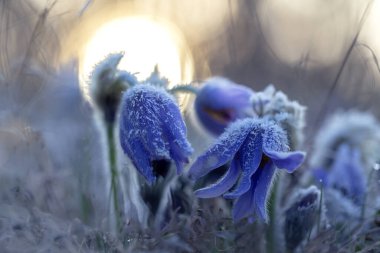 Pulsatilla grandis - Mor çan şeklinde çiçekler sabah ayazıyla kaplıdır, tüm bitki çiçeğin dışındaki beyaz saçlarla kaplıdır