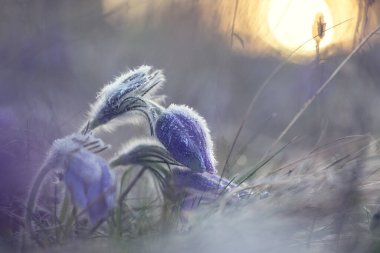 Pulsatilla grandis - Mor çan şeklinde çiçekler sabah ayazıyla kaplıdır, tüm bitki çiçeğin dışındaki beyaz saçlarla kaplıdır