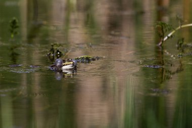 Hyla arborea, üreme sırasında su yüzeyinde bulunan korunmuş bir sina türüdür.
